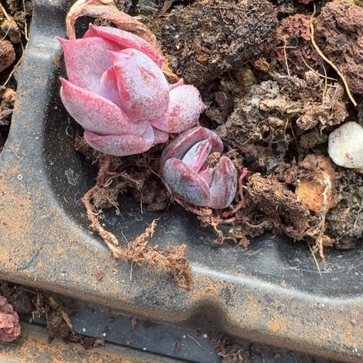 火焰山锦一物一拍246