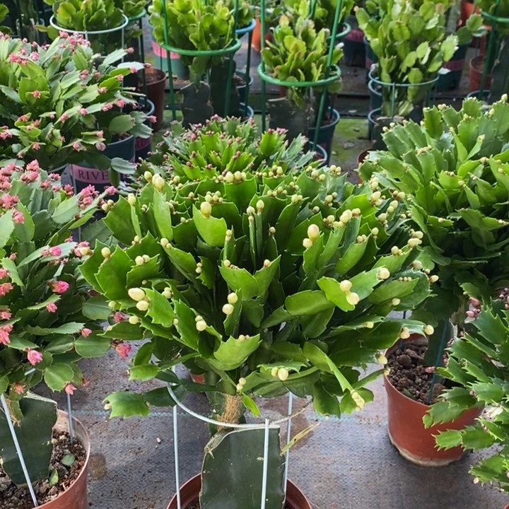 当前无花栽培后可以开花423嫁接海浪
