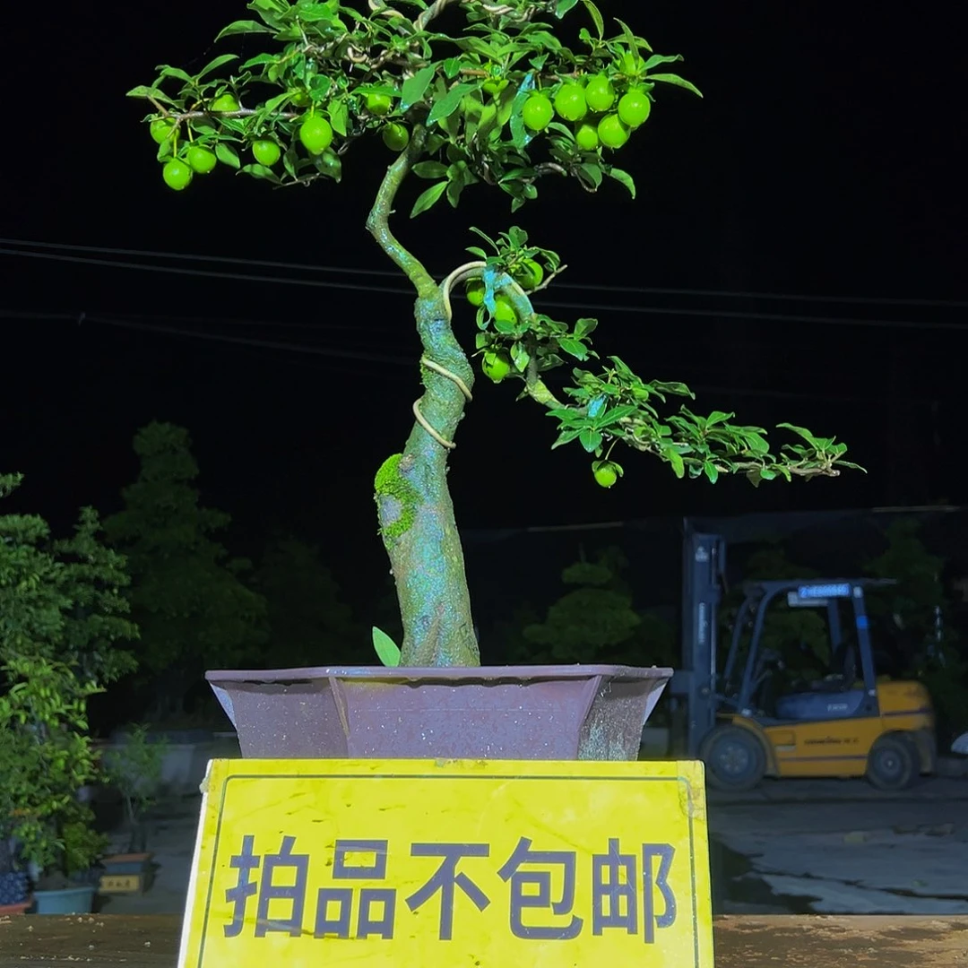 无花朵嫁接金弹子