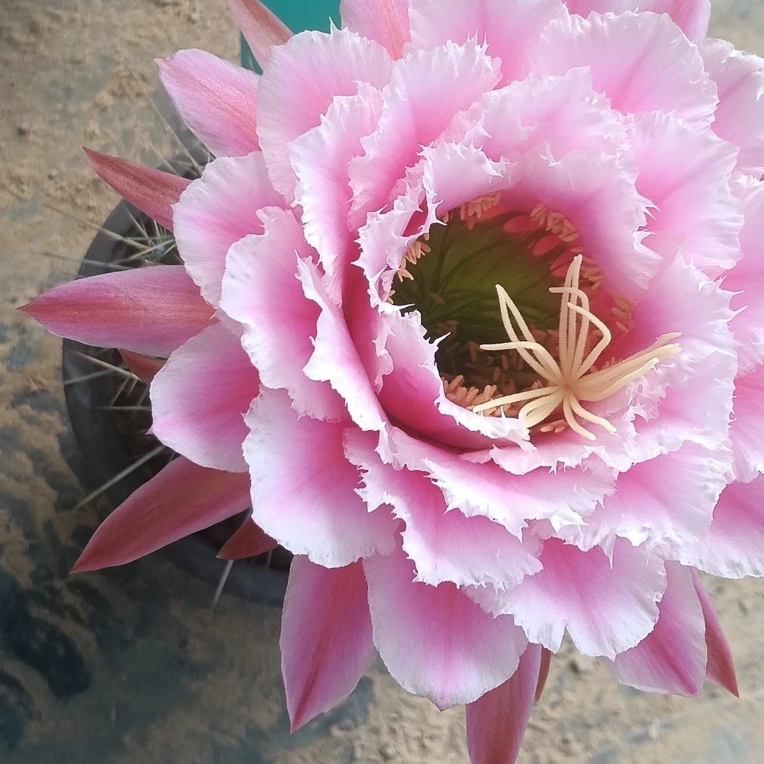 毛花柱七仙女侧芽（歪）6-7cm 满20包邮