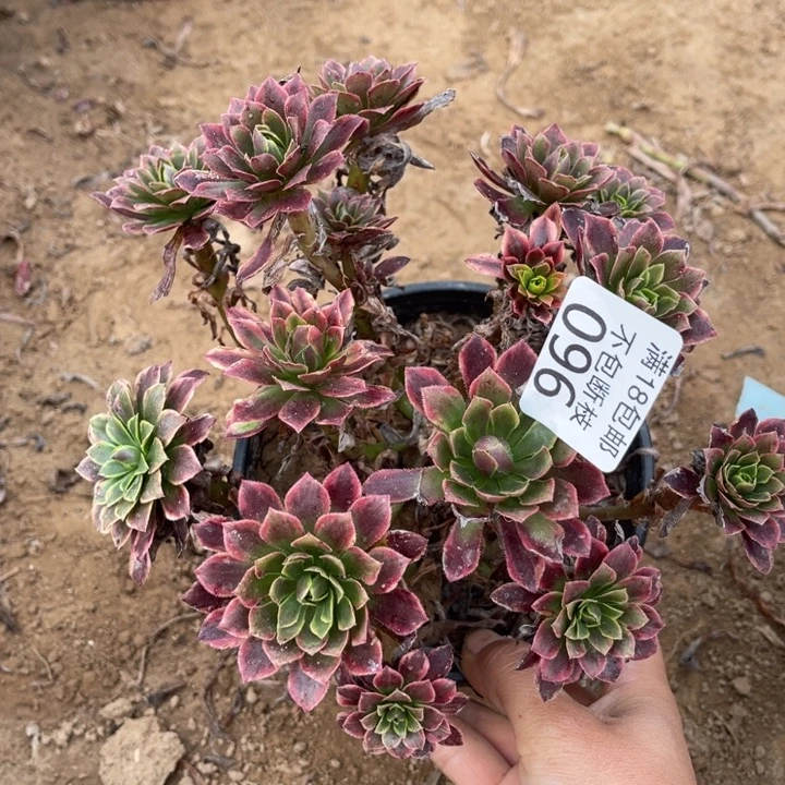 096朝霞绣球2号棚