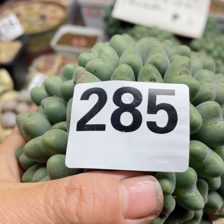 285口迪l l l l l l l l