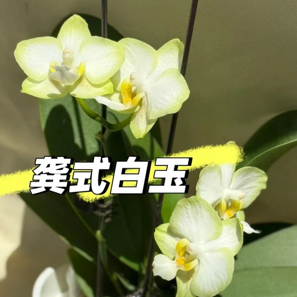 【龚式白玉】2.8寸蝴蝶兰苗原生浓香壮苗