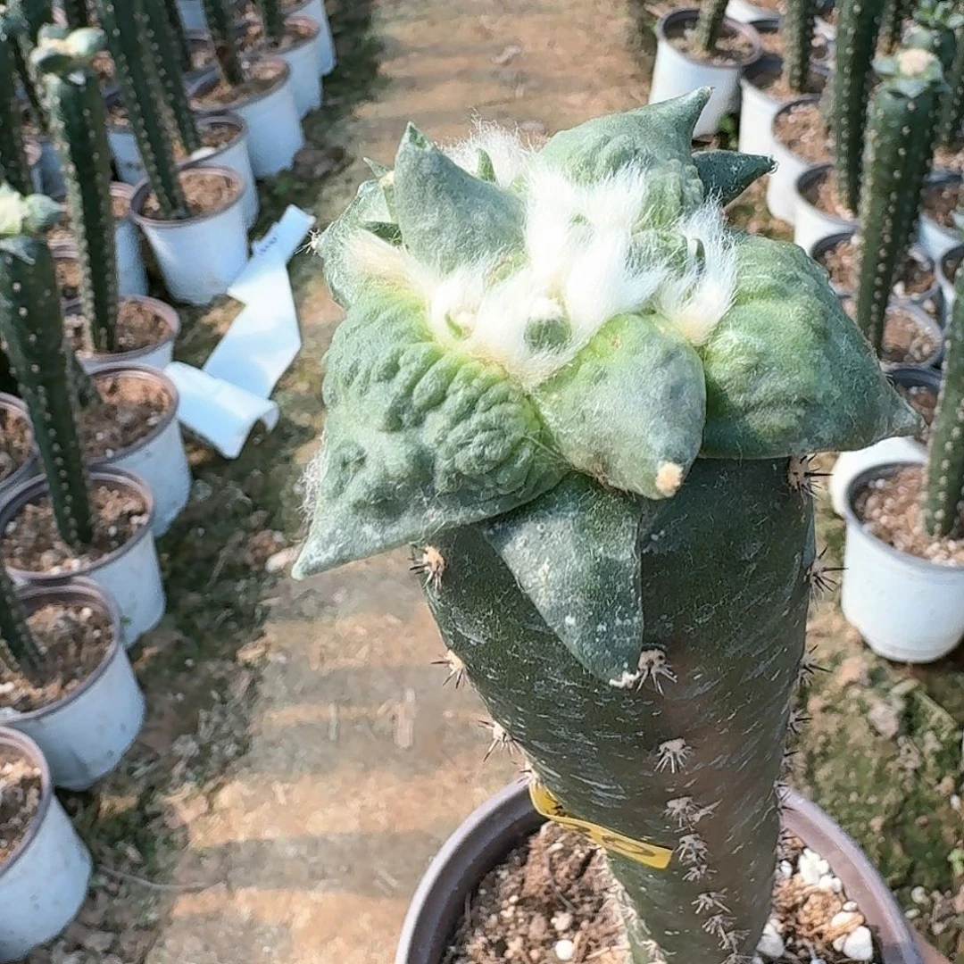 【闪购商品】无花朵愛*栗源怒涛630