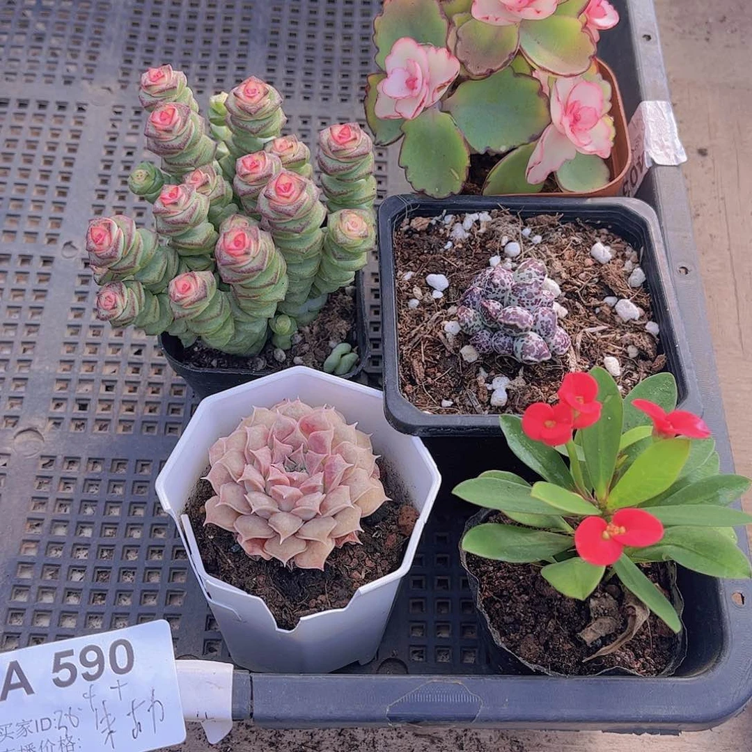 多肉590多肉植物