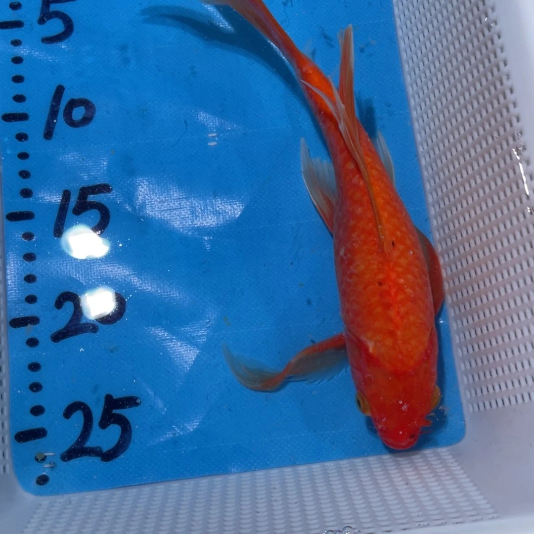 锦鲤蝴蝶鲤鱼锦鲤包邮