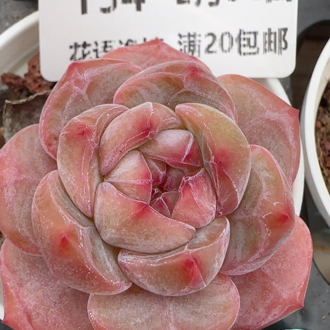 花语逸境0204-134