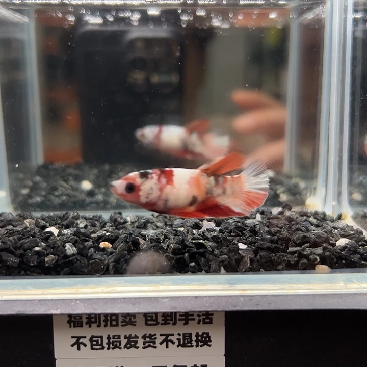 斗鱼满30包邮11日母鱼31