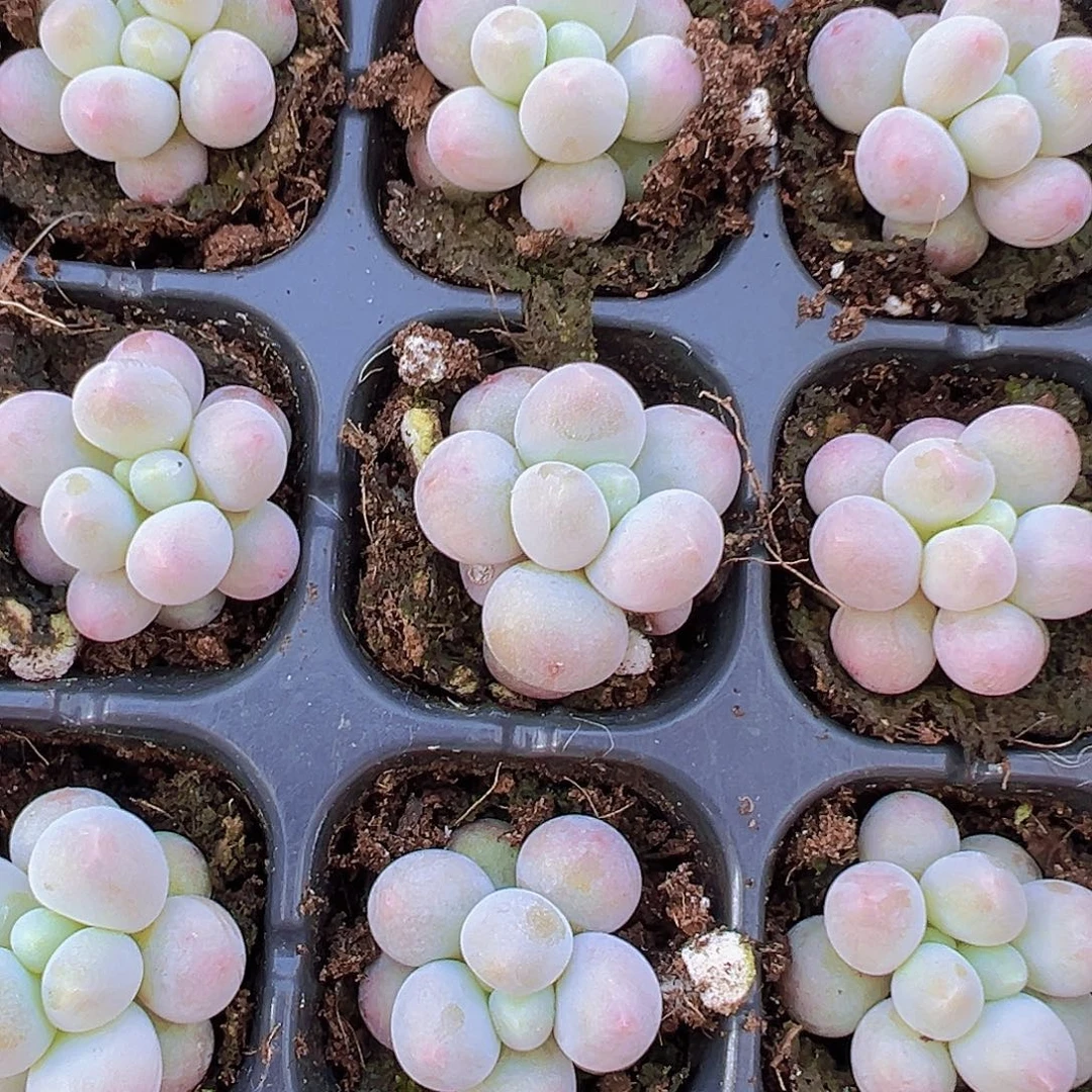 汤圆苗5颗多肉植物