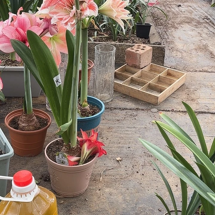 无花朵如*随心而动三颗1132