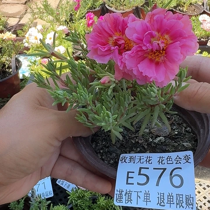 无花朵E576超小苗盆口10cm