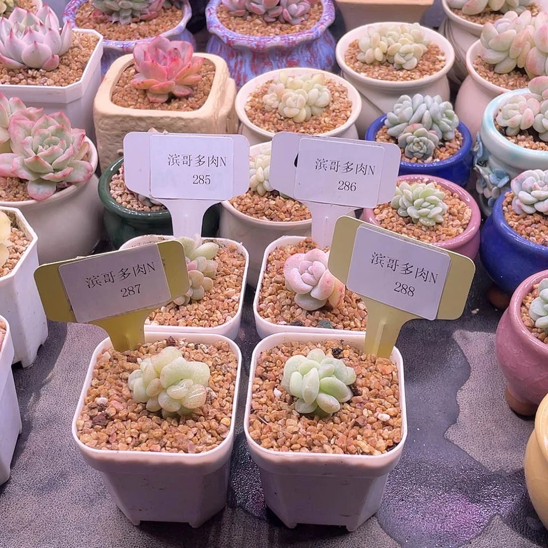 花*滨哥多肉N285,286,287,288冰玉石化
