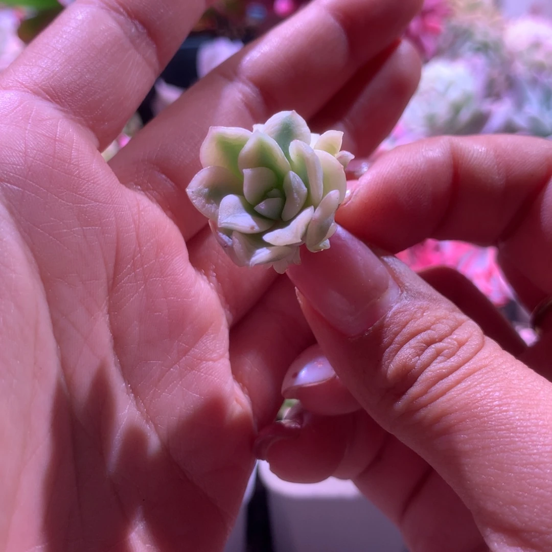 凌波仙子覆轮锦砍头