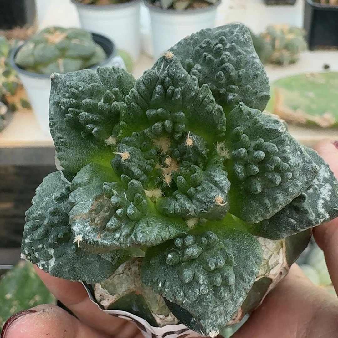 【闪购商品】无花朵陈*哥怒796