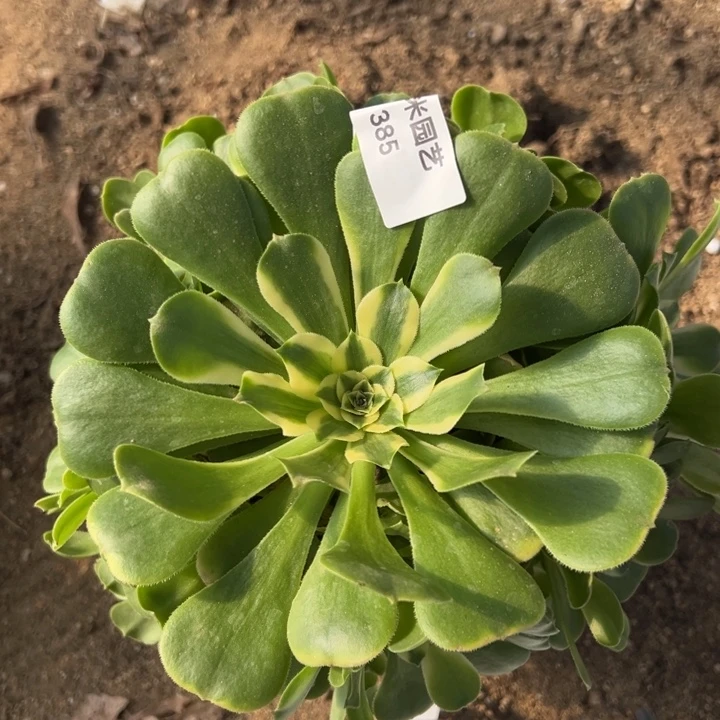 辛尼亚手捧多肉植物385