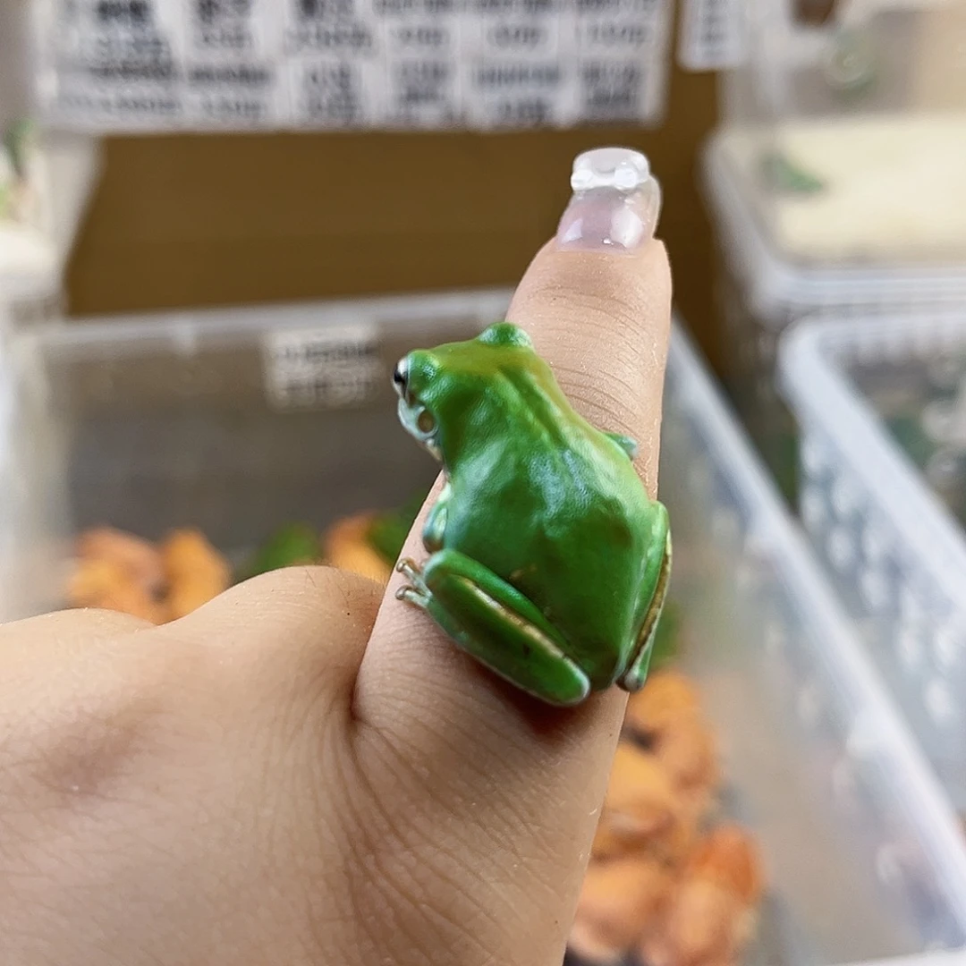 角蛙姥爷树蛙专拍链接