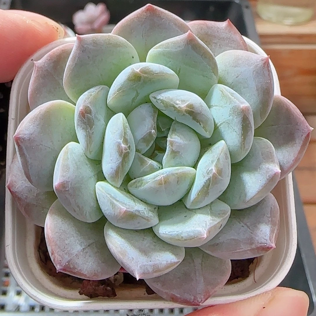 多肉0926--43福利