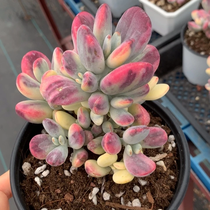 无花朵乒乓福娘锦多肉植物0021