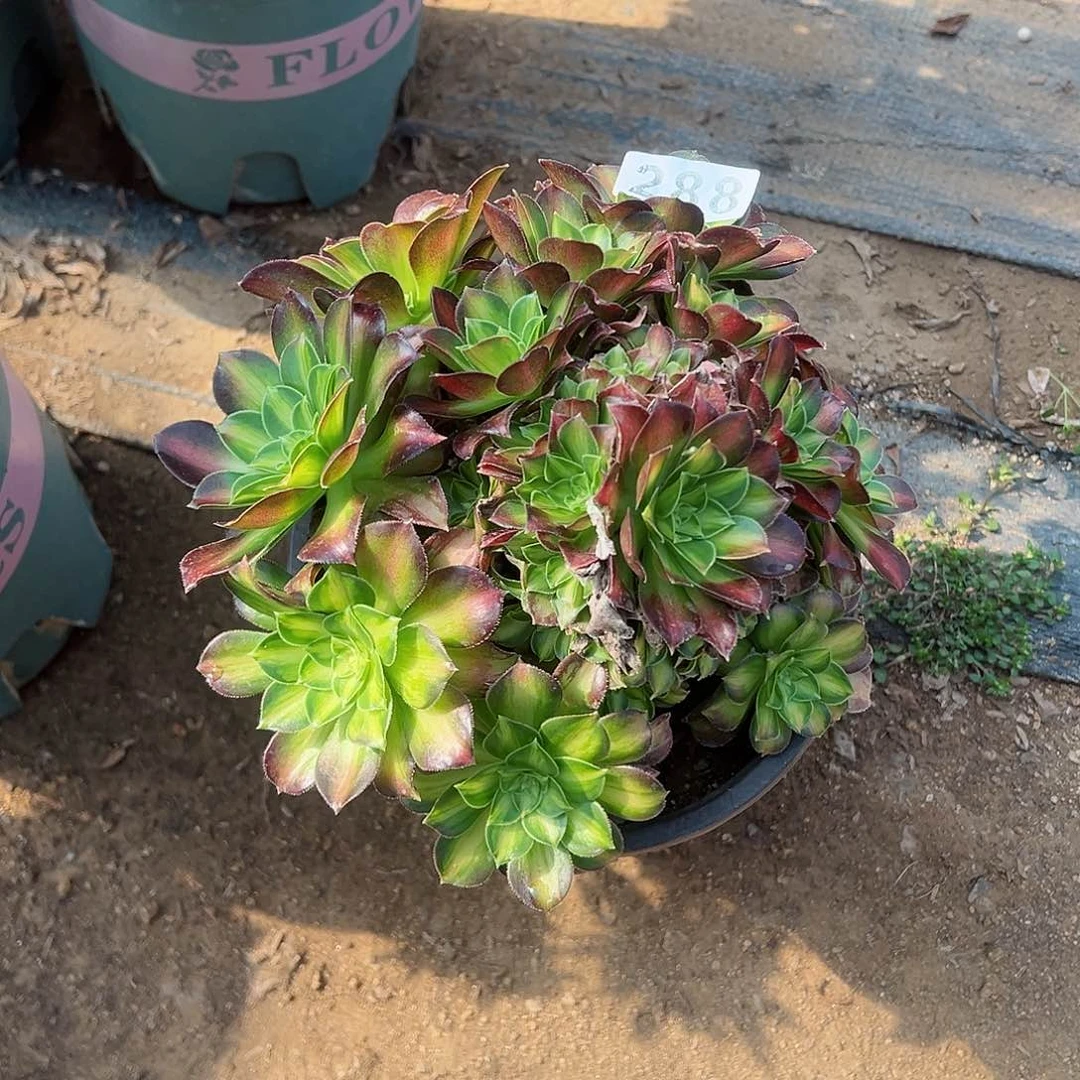 紫砂茶宠韶华手捧不周正288