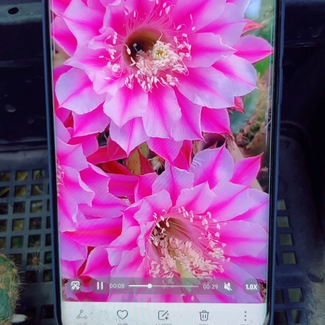 下102彩草银河系歪无根侧芽4公分左右20包邮