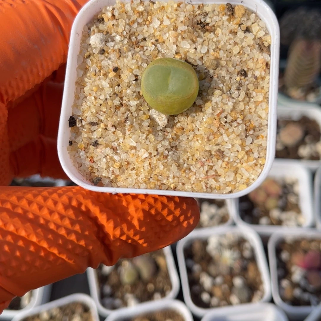 多肉植物一物一拍2