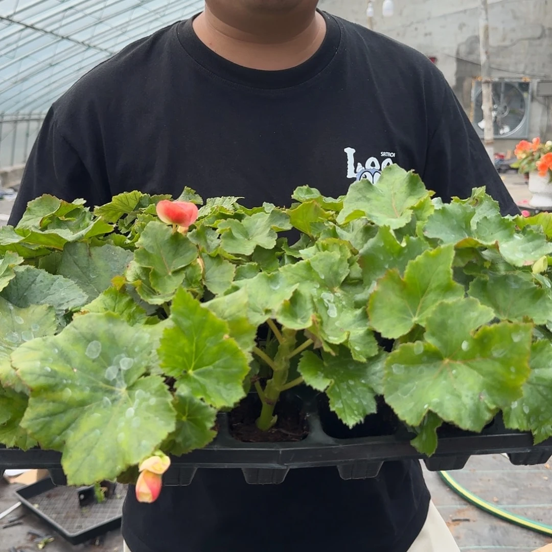 全部花苞小苗福利5颗