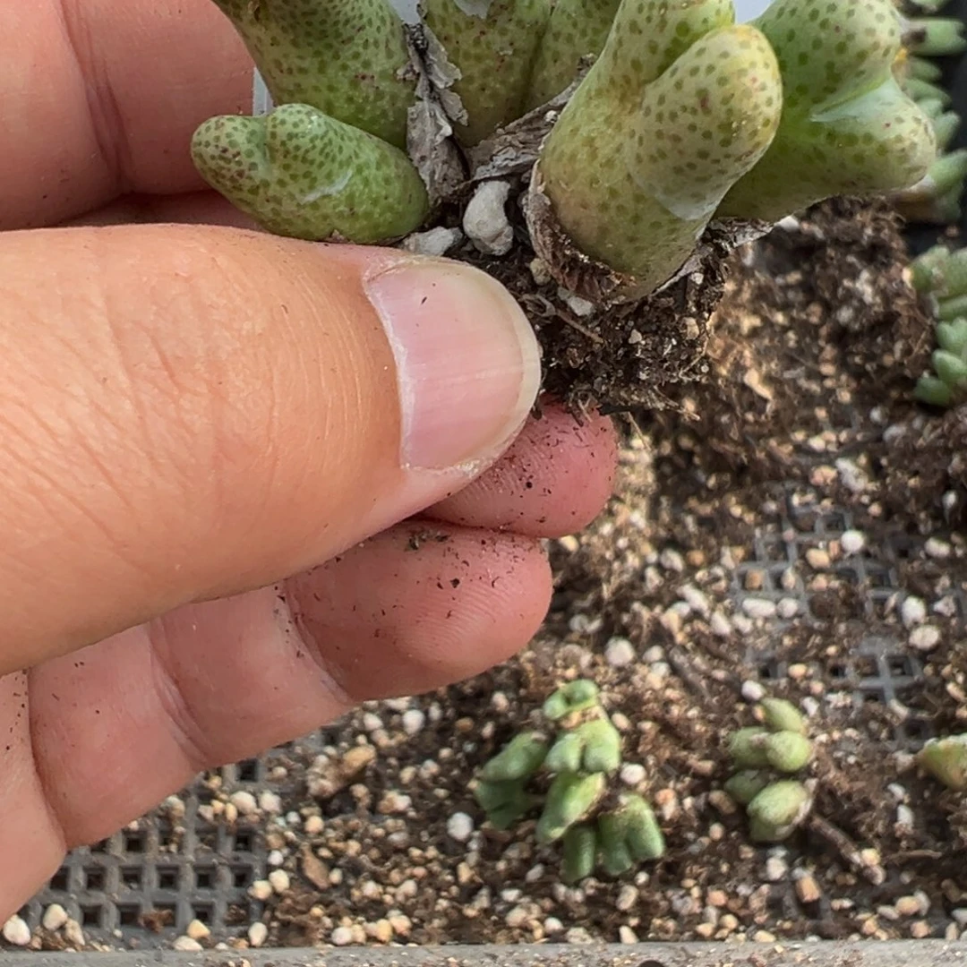 24-33肉锥多肉植物的