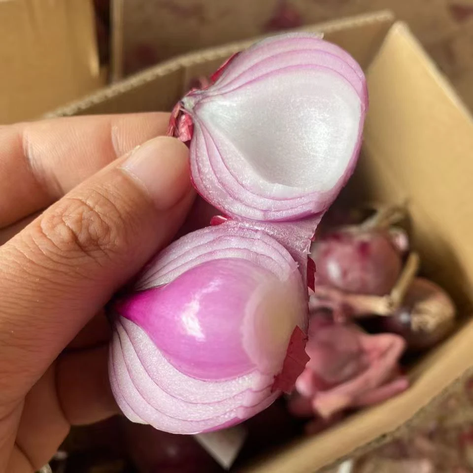 【珍珠水果小洋葱】紫红皮小香葱头生吃微辣微甜可炒菜凉拌当季蔬菜