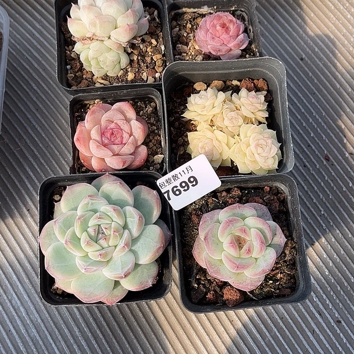 阿雅园艺。       7699