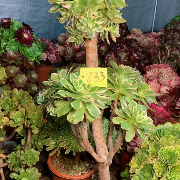 慧*833大叶绿玫瑰多肉一物一拍～