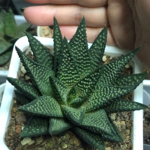 流星硬叶带盆发货哈哈哈