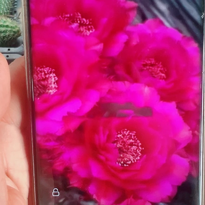 彩草丝牡丹侧芽拍一发二