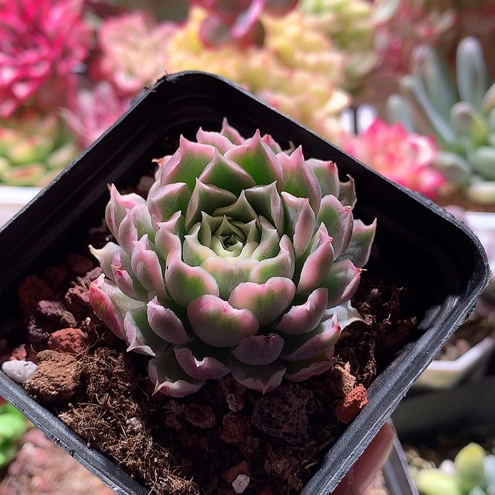 海林娜锦腹轮锦锦