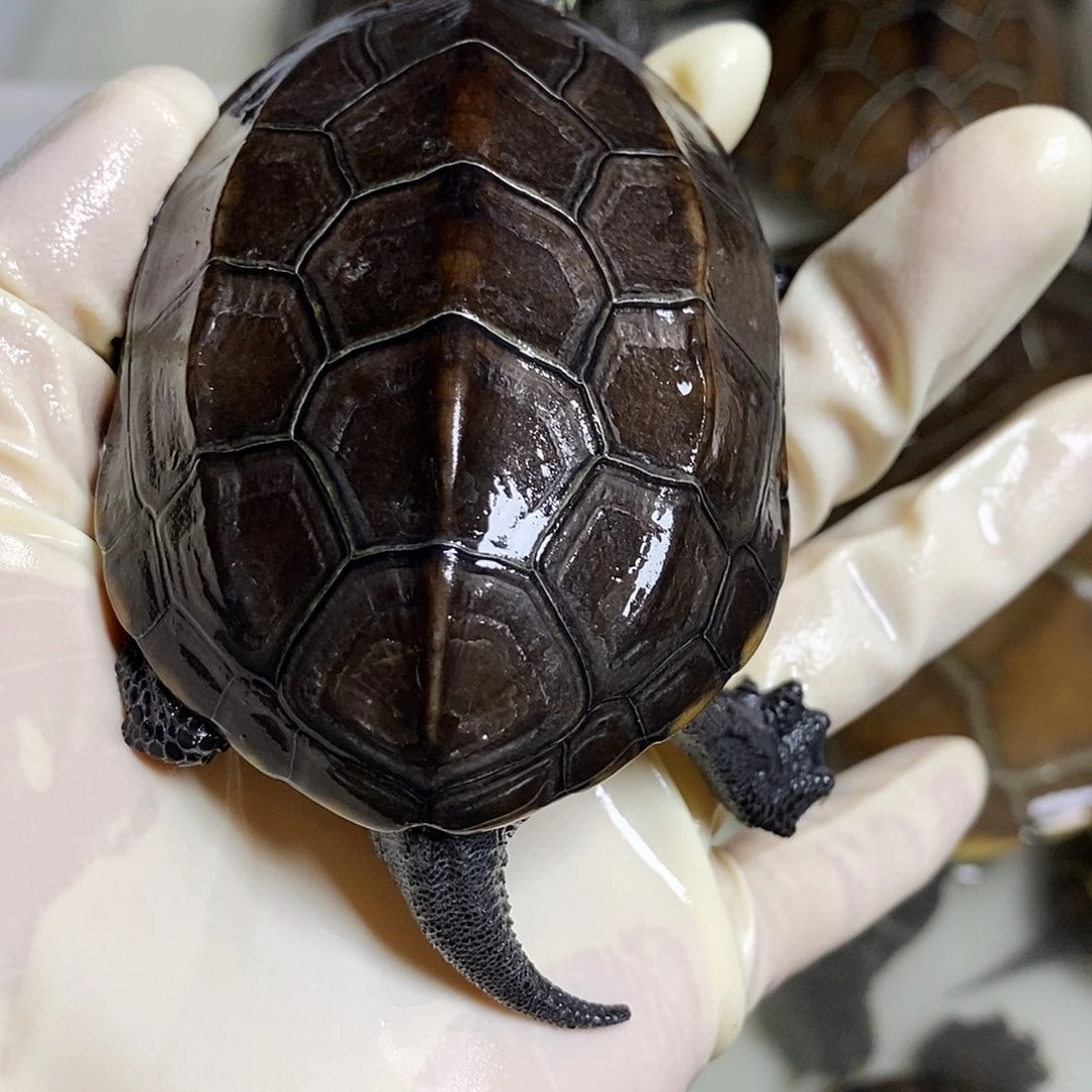 绿毛龟公9999999999