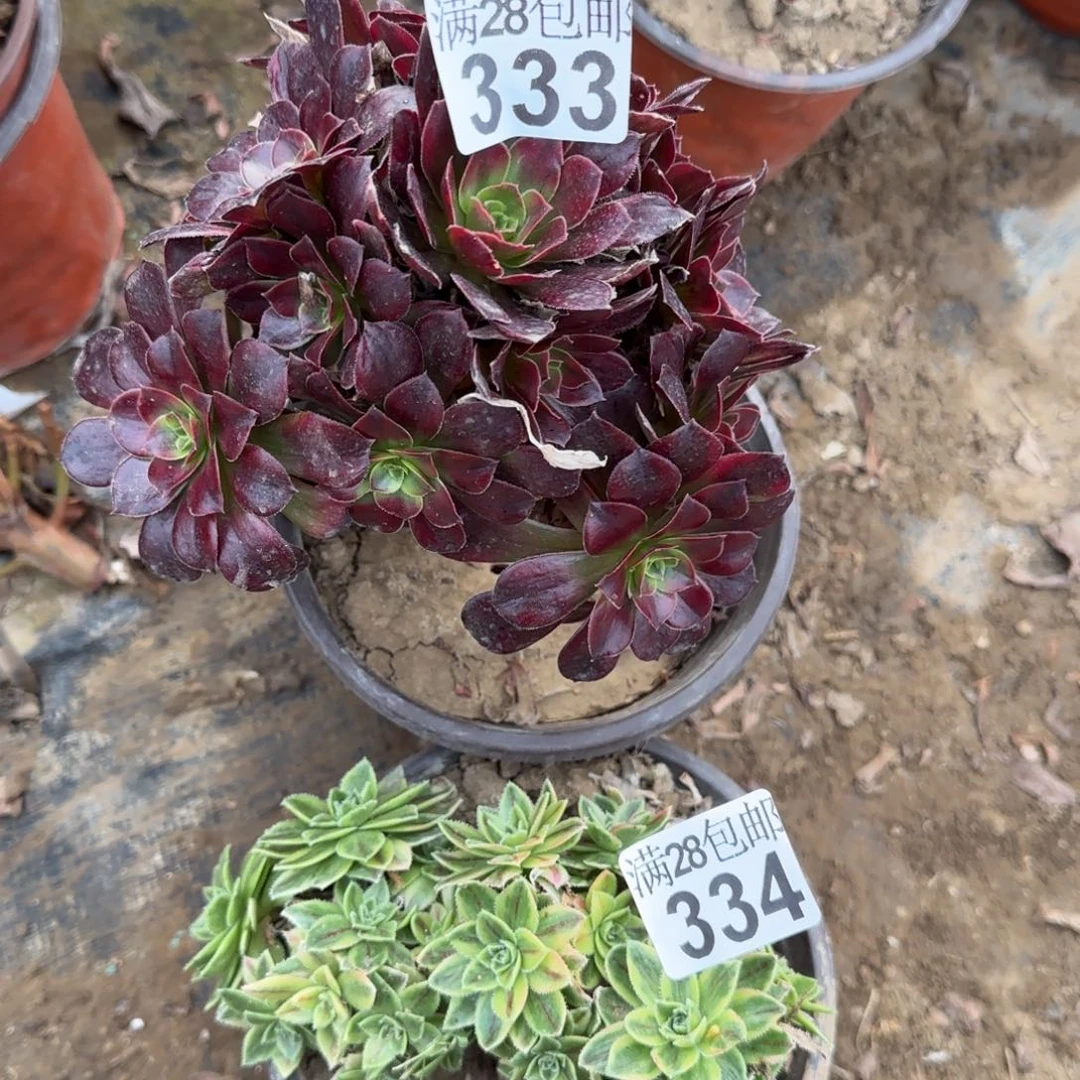 多肉333+334满28包邮断枝不包瑕疵