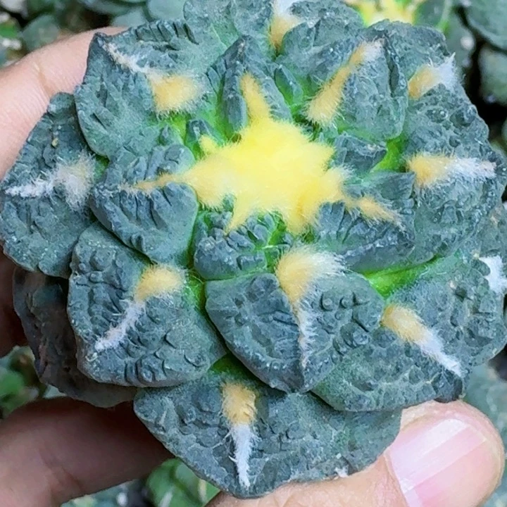 无花朵苗接蓝肌龟甲939