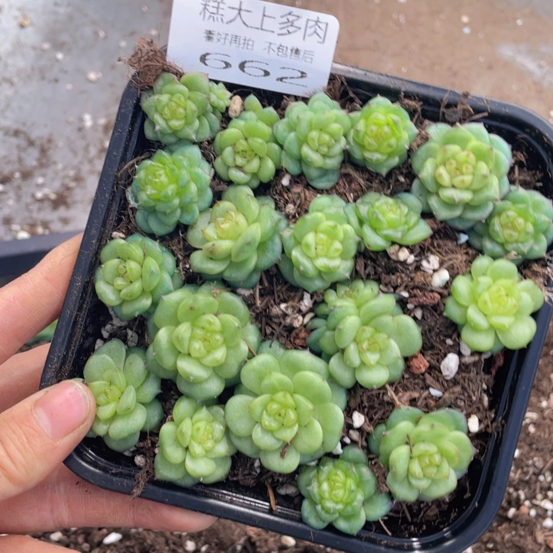 糕大上多肉植物662