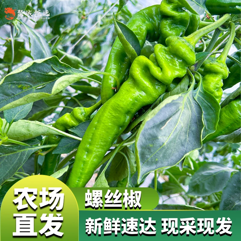 薄皮螺丝椒新鲜香辣皱皮辣椒新鲜农家自种青椒香辣薄皮螺旋椒