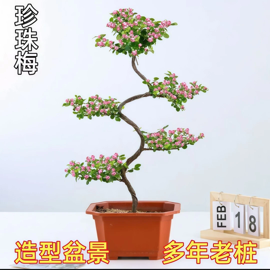 珍珠梅盆栽带花苞室内外阳台平枝荀子红花红果盆景