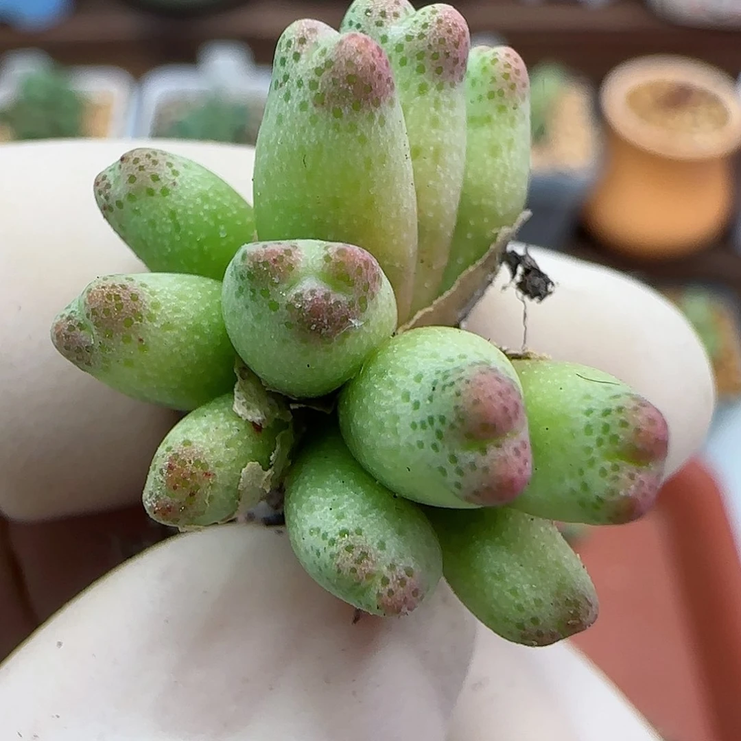 243编号1429.05福利