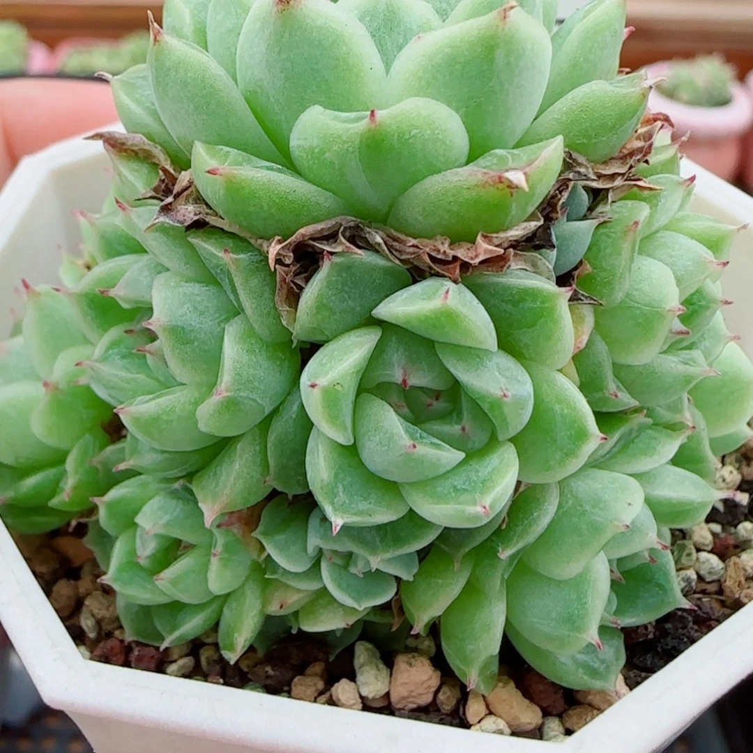 花语逸镜1008-329散包子麦秆