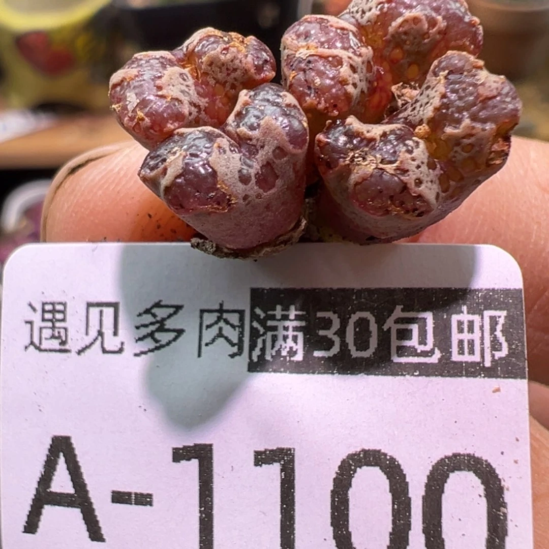 多肉植物111111111111