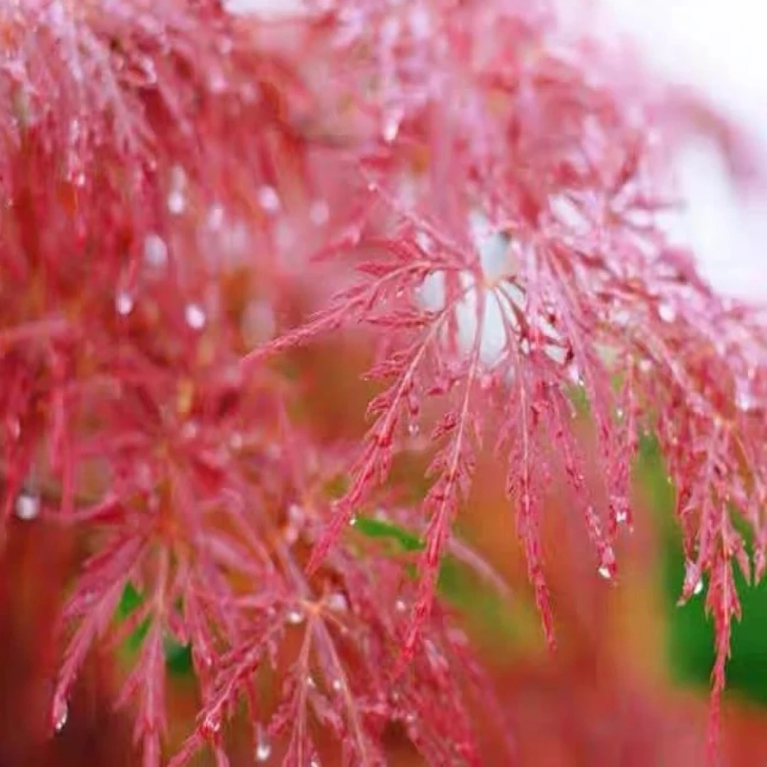羽毛枫盆栽观叶植物耐寒适合庭院种植观赏