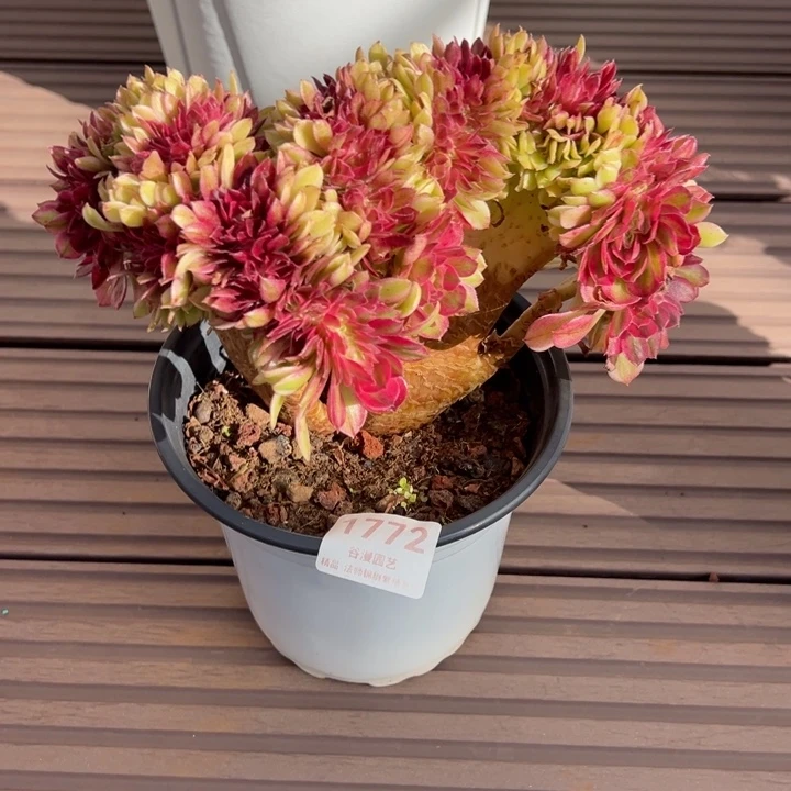 1772荔枝缀化（露养货）