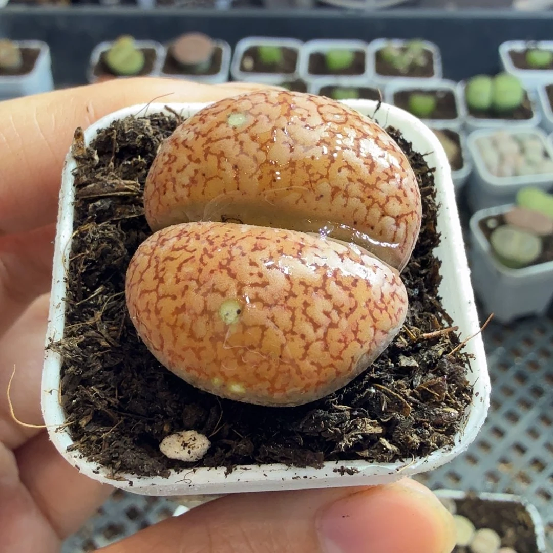 莓***』多肉葡萄的季节性242