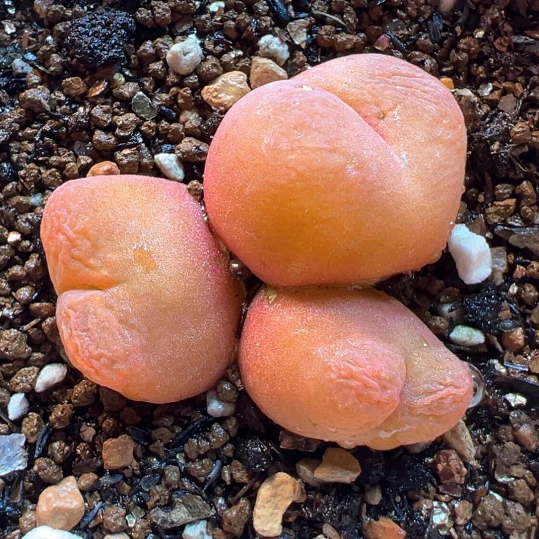 水蜜桃225多肉植物