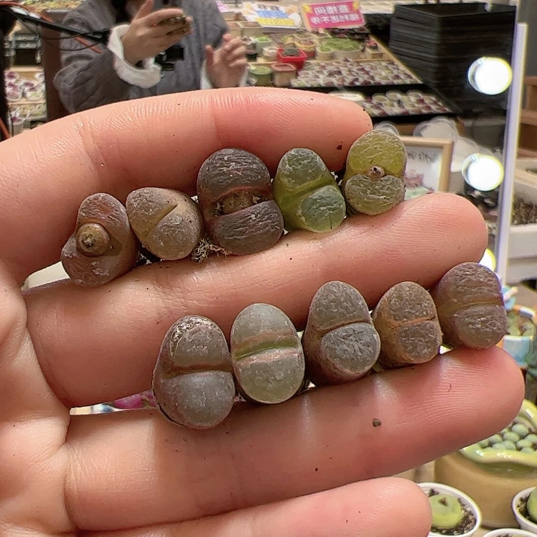 【闪购商品】80 风铃一手