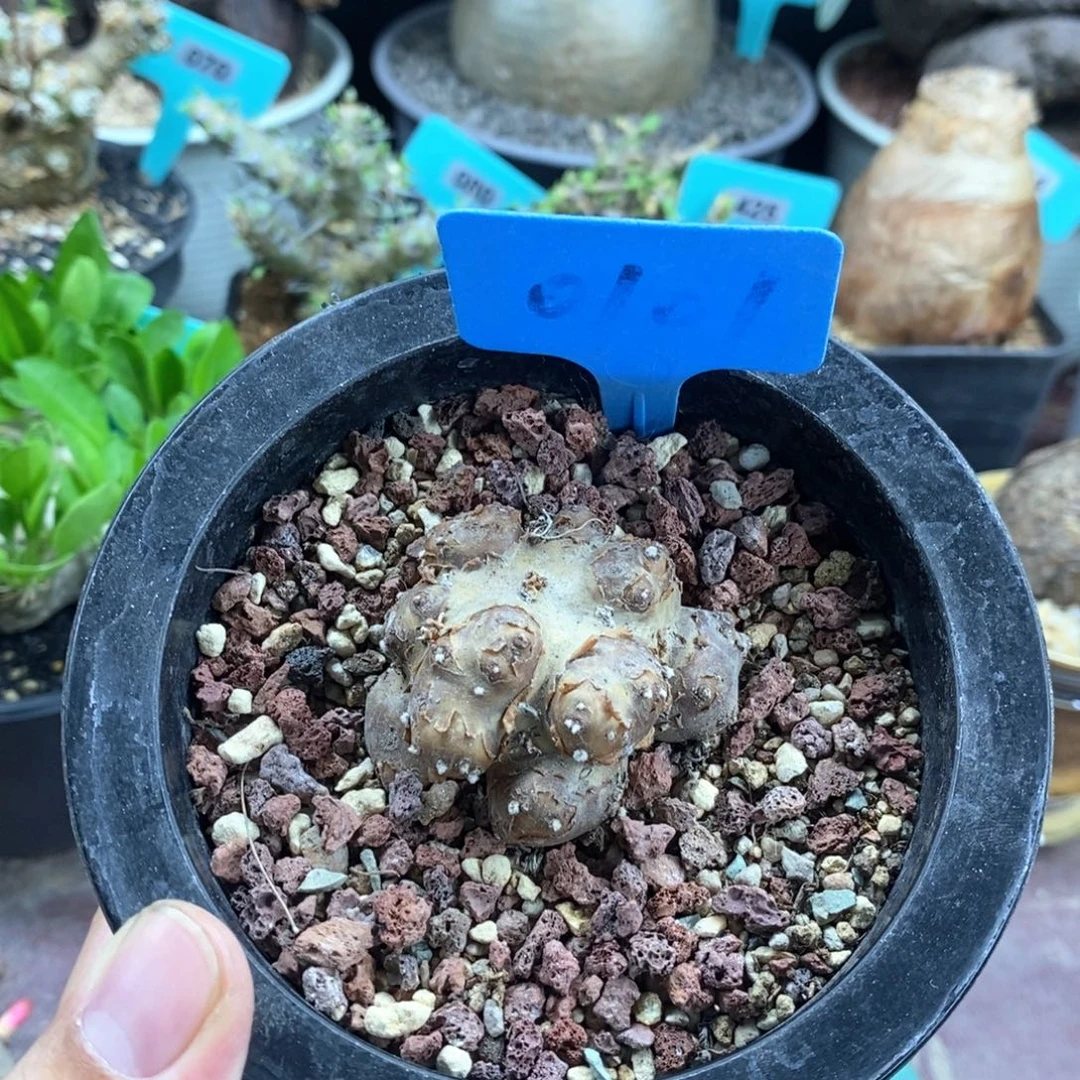 格加后墩菊多肉植物