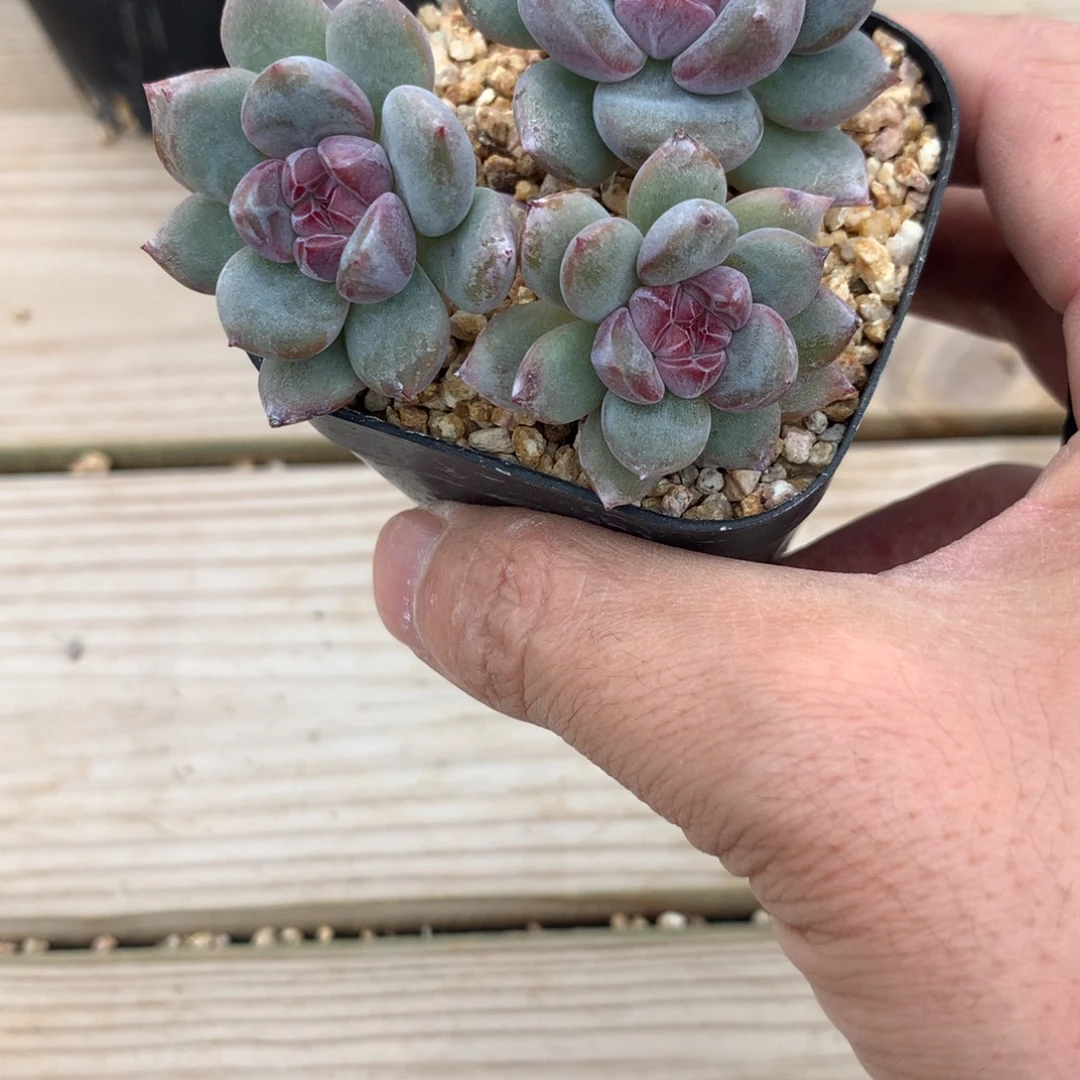 丁丁当突尼斯发货多肉