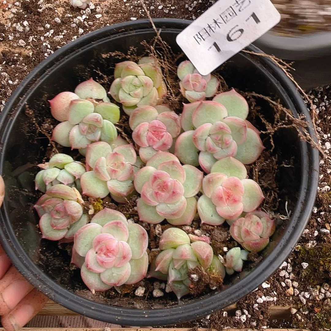 多肉植物多肉植物161